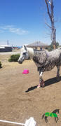 Performance Horse Blankets WeatherBeeta ComFiTec Airflow Mesh Fly Wraps - CLOSEOUT Review