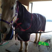 Performance Horse Blankets Rambo 1680D Plus Turnout Blanket (Vari-Layer 450g Heavy + Hood) Review