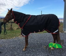 Performance Horse Blankets Rambo 1680D Plus Turnout Blanket (Vari-Layer 450g Heavy + Hood) Review