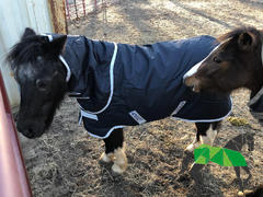 Performance Horse Blankets Amigo Hero 6 Petite Plus Ripstop Turnout Blanket (200g Medium, 100g Hood) Review