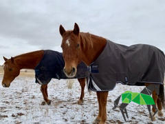 Performance Horse Blankets Amigo Bravo 12 Original Turnout Blanket (100g Medium-Lite) Review