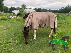 Performance Horse Blankets Horseware Mio Fly Sheet (No Fill + Hood) Review