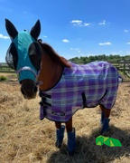 Performance Horse Blankets Kensington SureFit Protective Fly Sheet (No Fill) Review