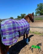 Performance Horse Blankets Kensington SureFit Protective Fly Sheet (No Fill) Review
