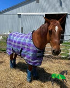 Performance Horse Blankets Kensington SureFit Protective Fly Sheet (No Fill) Review