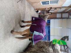 Performance Horse Blankets WeatherBeeta ComFiTec Premier Freedom Standard Neck Pony Turnout Sheet (0g Lite) - CLOSEOUT Review