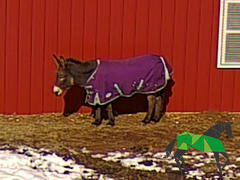 Performance Horse Blankets WeatherBeeta ComFiTec Premier Freedom Standard Neck Pony Turnout Sheet (0g Lite) - CLOSEOUT Review