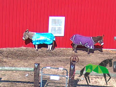 Performance Horse Blankets WeatherBeeta ComFiTec Plus Dynamic II Detach-A-Neck Turnout Blanket (360g Heavy) - CLOSEOUT Review
