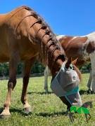 Performance Horse Blankets WeatherBeeta ComFiTec Deluxe Fine Mesh Fly Mask With Nose Review