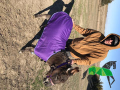 Performance Horse Blankets Kensington Mini Signature Turnout Blanket (180g Medium) Review