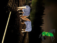 Performance Horse Blankets LeMieux Arika Storm-Tek Blanket (100g Medium/Lite) Review