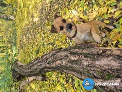 Nordcanin Nordcanin VITARIOR ízületvédő folyadék Review