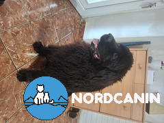 Nordcanin Nordcanin VITARIOR ízületvédő folyadék Review
