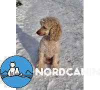 Nordcanin Nordcanin VITARIOR ízületvédő folyadék Review