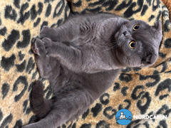 Nordcanin Nordcanin Csukamájolaj Review