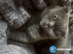 Nordcanin Nordcanin Csukamájolaj Review