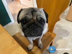 Nordcanin Nordcanin Prémium Hidrolizált Huminsav Review