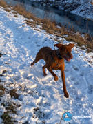 Nordcanin Nordcanin Új-Zélandi Zöldkagyló PRO Review