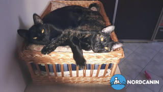 Nordcanin Macska Szőr- és Bőrvédelem csomag Review