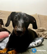 Nordcanin Kutya ízületvédő csomag Review