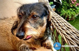 Nordcanin Kutya ízületvédő csomag Review