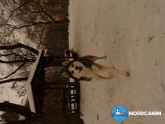 Nordcanin Kutya ízületvédő csomag Review