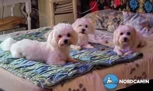 Nordcanin Kutya ÉtelallergiaSTOP Csomag Review