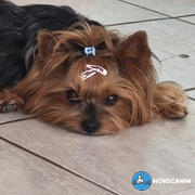 Nordcanin Kutya ÉtelallergiaSTOP Csomag Review