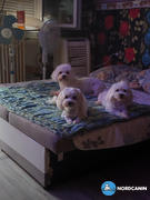 Nordcanin Kutya ÉtelallergiaSTOP Csomag Review