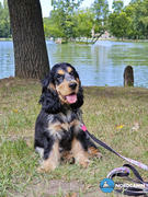 Nordcanin Kutya ÉtelallergiaSTOP Csomag Review