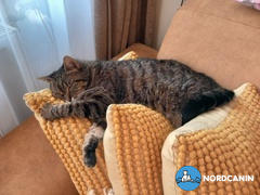 Nordcanin Nordcanin Fibercat - prebiotikus rost Review