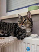 Nordcanin Nordcanin Fibercat - prebiotikus rost Review