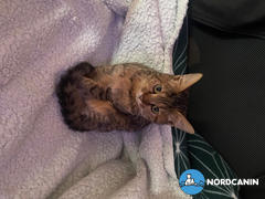 Nordcanin Nordcanin Fibercat - prebiotikus rost Review