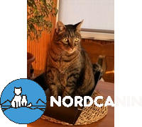 Nordcanin Nordcanin Meowin Review