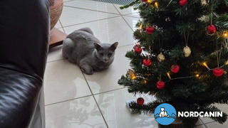 Nordcanin Nordcanin Meowin Review