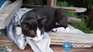 Nordcanin Nordcanin Meowin Review