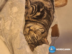 Nordcanin Nordcanin Meowin Review