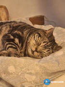 Nordcanin Nordcanin Meowin Review