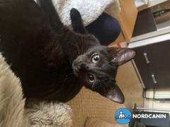 Nordcanin Nordcanin Meowin Review