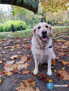 Nordcanin Nordcanin Fiberboost PUMPKIN SPICE - prebiotikus rost Review