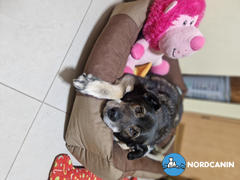 Nordcanin Nordcanin Fiberboost PUMPKIN SPICE - prebiotikus rost Review