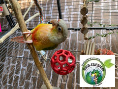 The Best Bird Food Origins Wild Diet® SeeD-elicious!™ Sm / Med Beaks 16 oz. Review
