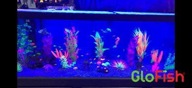 GloFish GloFish® Halloween Sets Review