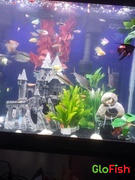 GloFish GloFish® Zebra Danio Single Color Set (6ct) Review