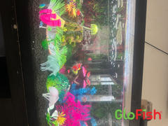 GloFish GloFish® Rainbow Shark Review