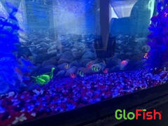 GloFish GloFish® Rainbow Shark Add-on (epalzeorhynchos frenatum) Review
