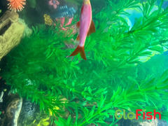 GloFish GloFish® Rainbow Shark Add-on (epalzeorhynchos frenatum) Review