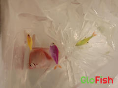 GloFish GloFish® Jumbo Rainbow Shark (~5) Review