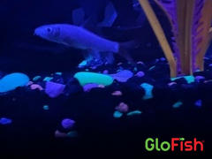 GloFish GloFish® Rainbow Shark Review