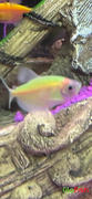 GloFish GloFish® Tiger Barb Add-on Collection 3pk (puntius tetrazona) Review